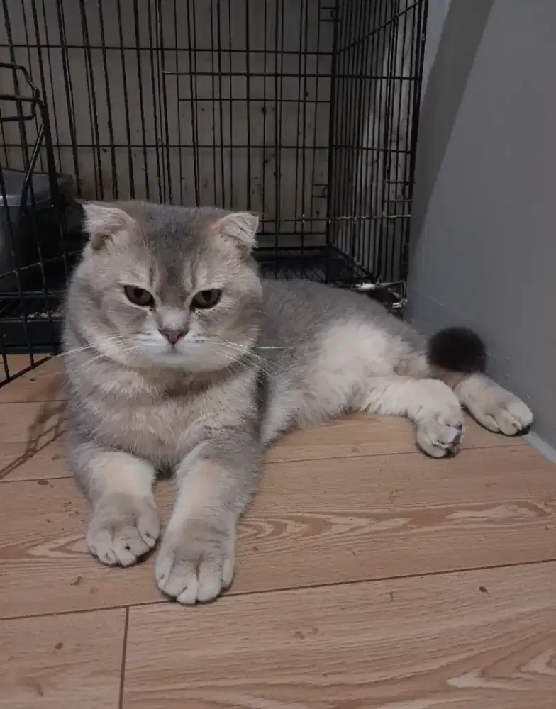 Scotish fold british shorrhair