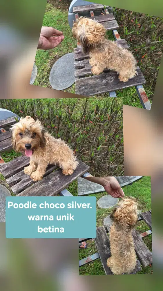 Dijual poodle party betina