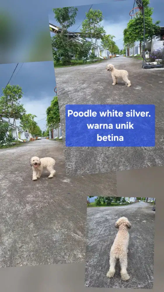 Dijual Poodle party betina