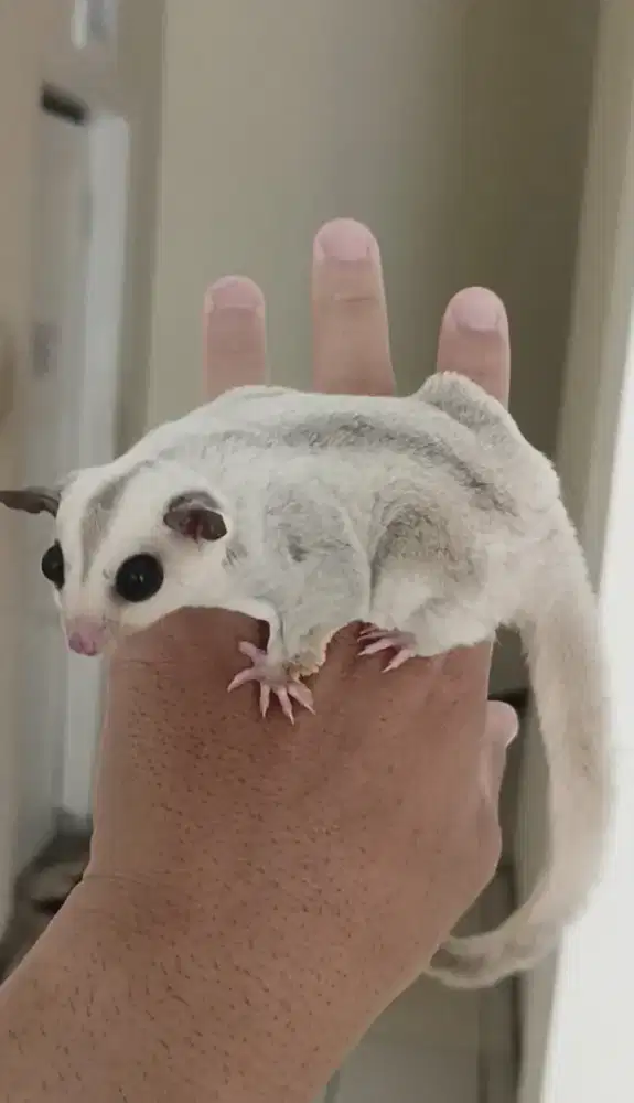 Sugar glider platinum jantan