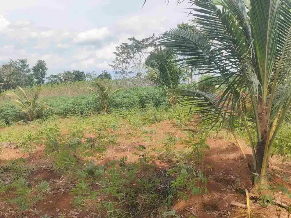 DIJUAL TANAH MURAH KALIKIDANG SOKARAJA PURWOKERTO