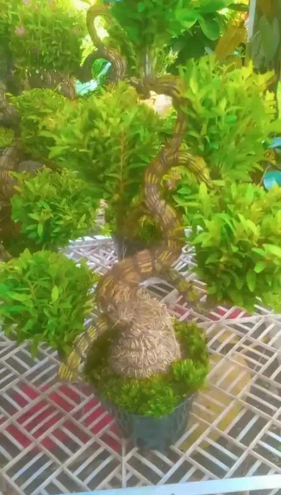 Tanaman bonsai taiwan beuty