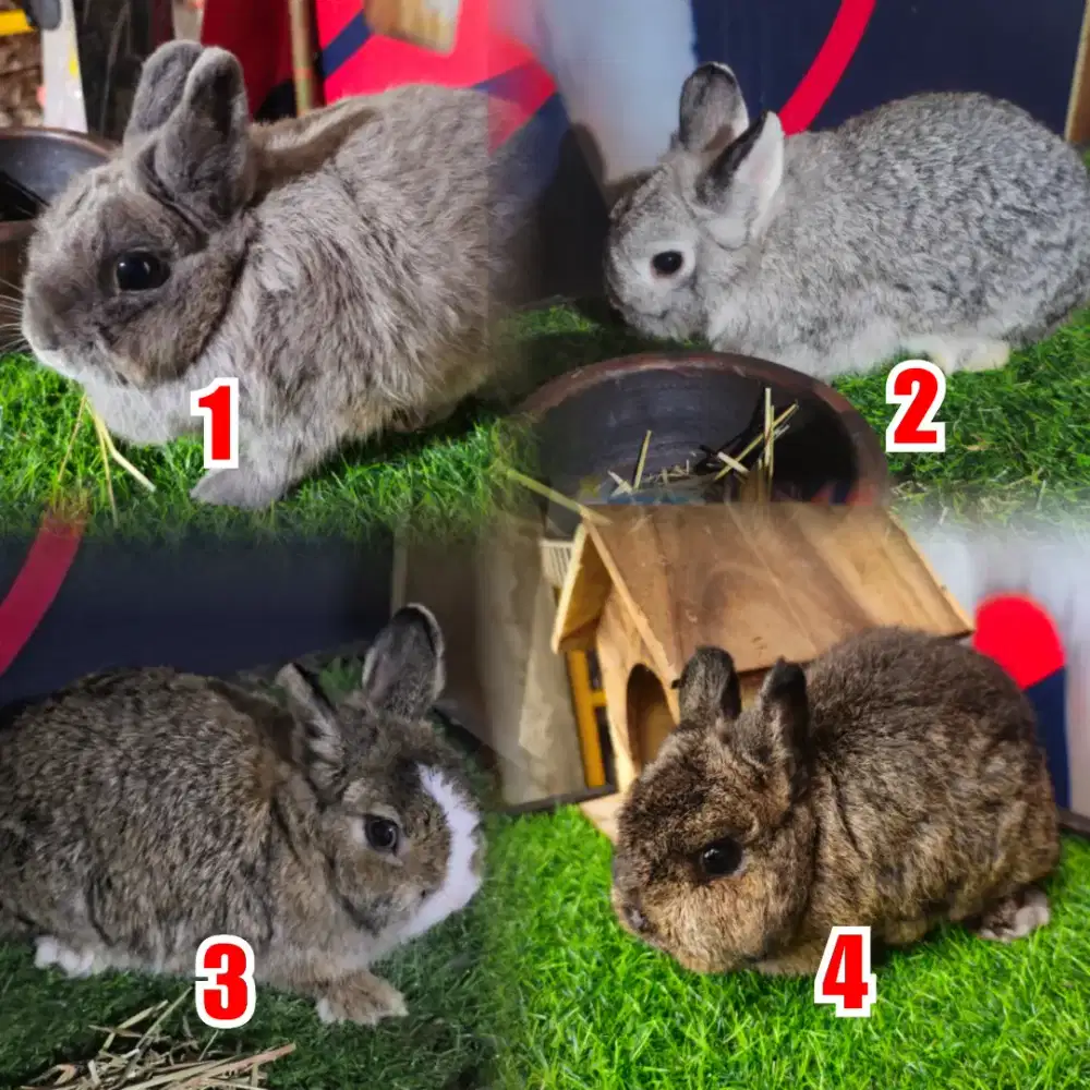 Kelinci induk netherland dwarf