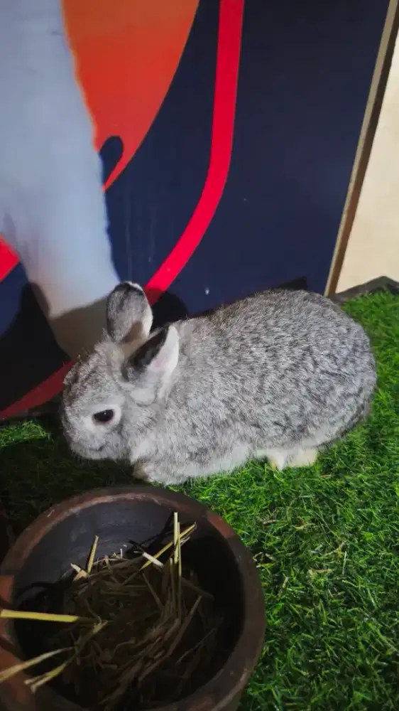 Kelinci induk netherland dwarf