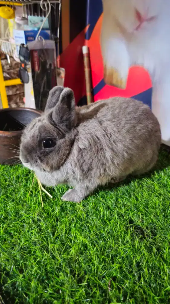 Kelinci holland lop