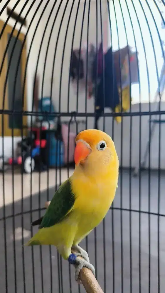 Lovebird Biola Parblue Ewing