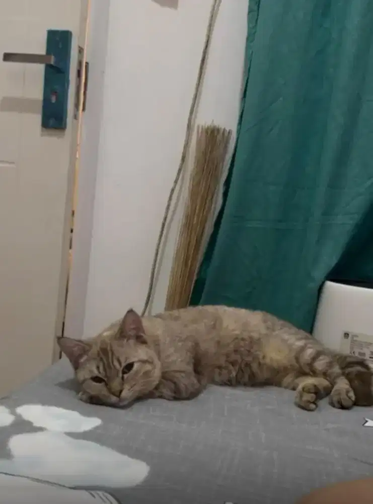 Kucing mix, untuk pecinta hewan Depok, gratis free