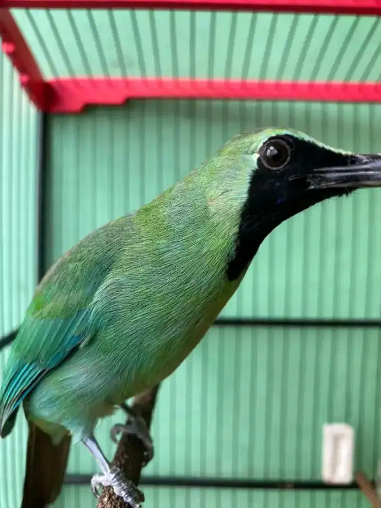 Burung hulk banyuwangi jinak