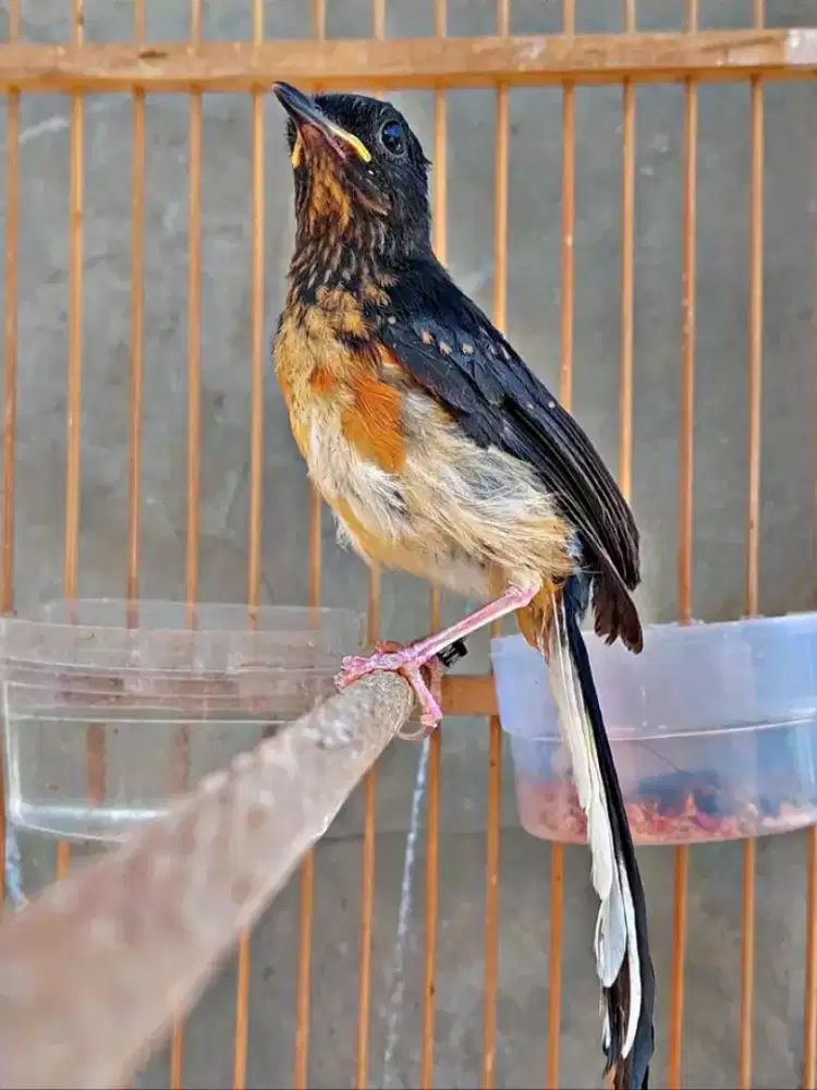 Trotol murai batu jantan seri F4 indukan ekor panjang