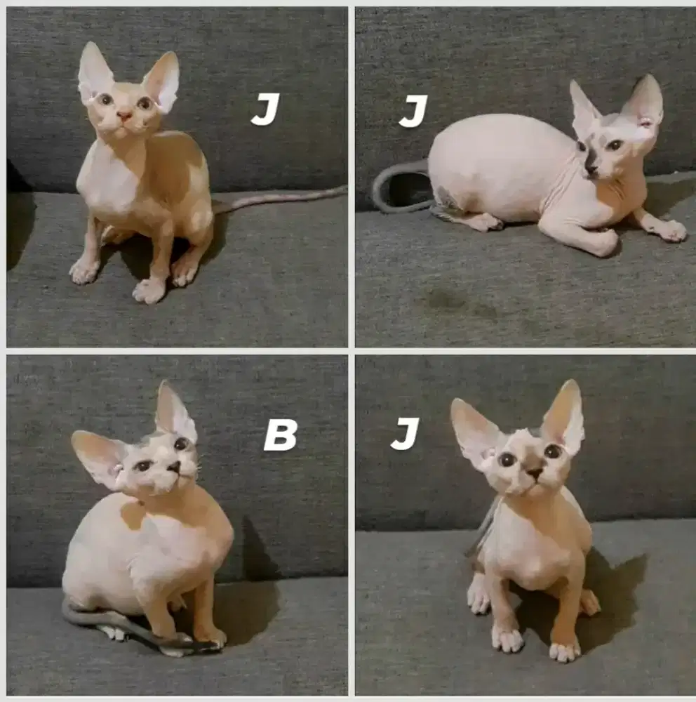 Kucing spynx ( kucing tanpa bulu )