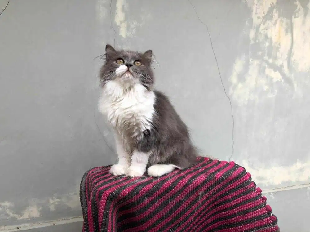 Betina MIxdoll 14bln belum proven