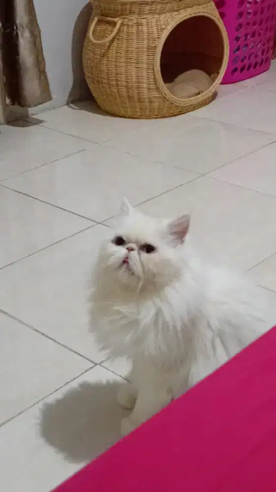 Peaknose extream betina