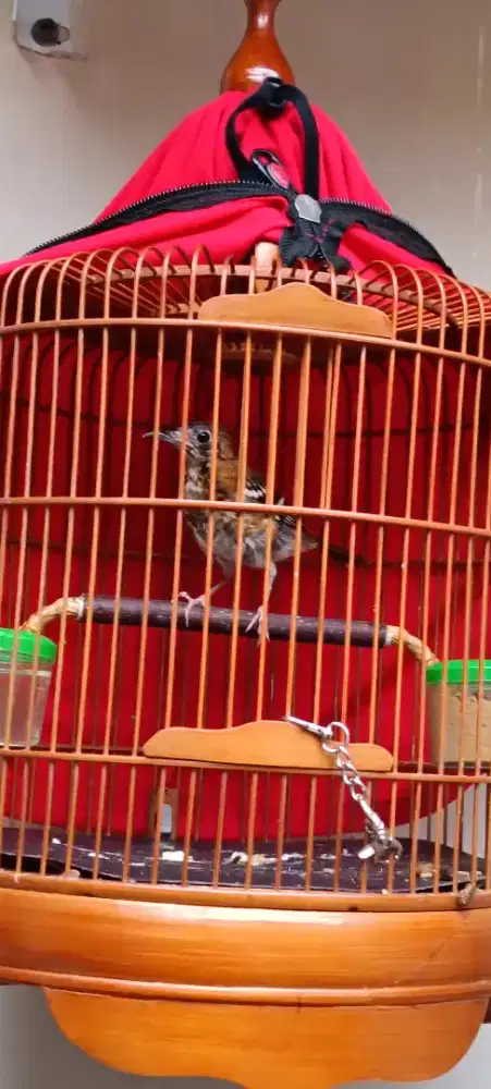 Anis Cendana anakkan