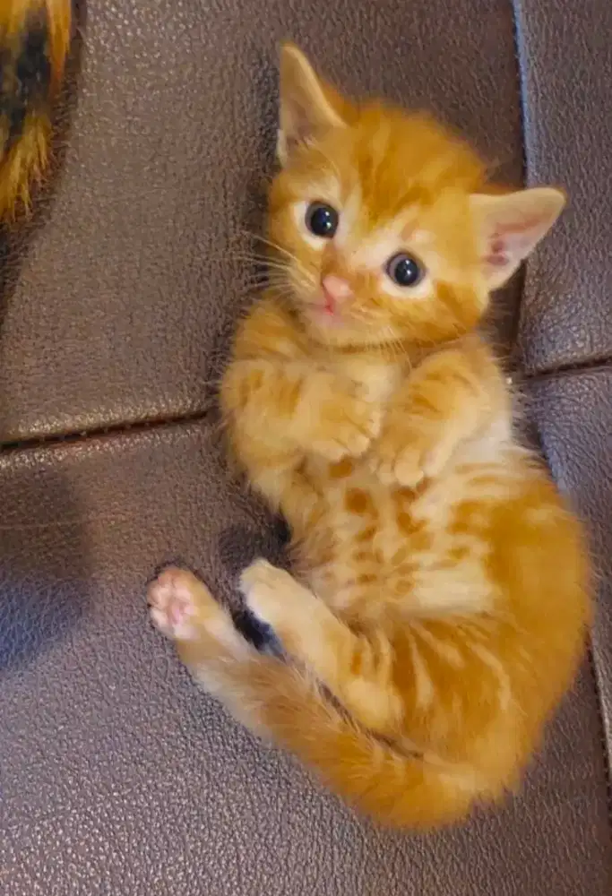 DI jual aja kitten Minskins