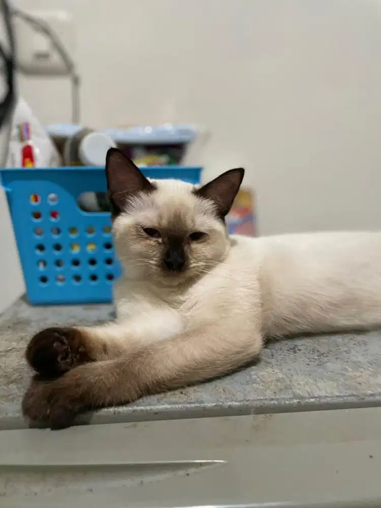 Kucing siam betina