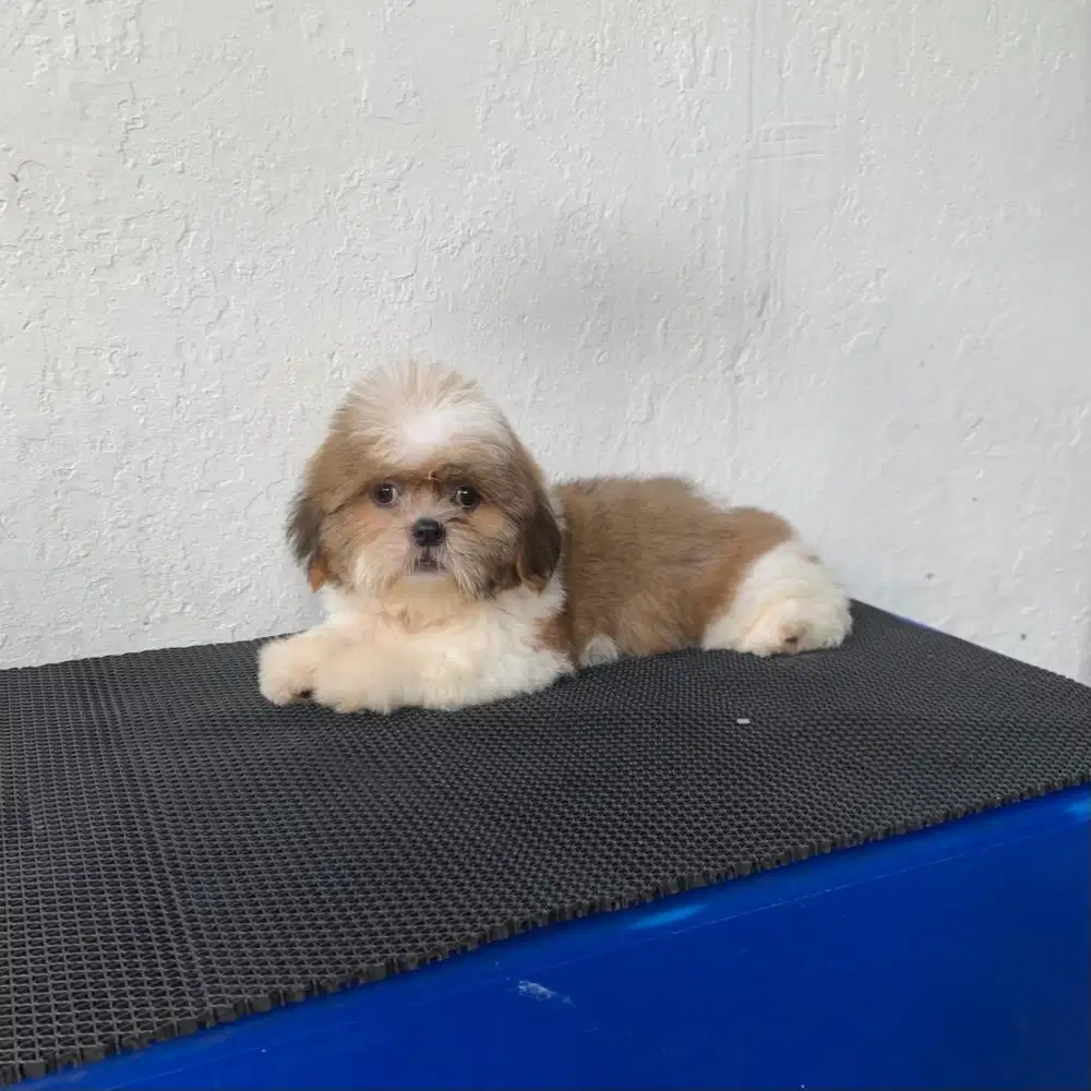 surabaya Anjing shihtzu shih tzu shitzu shitsu sitzhu