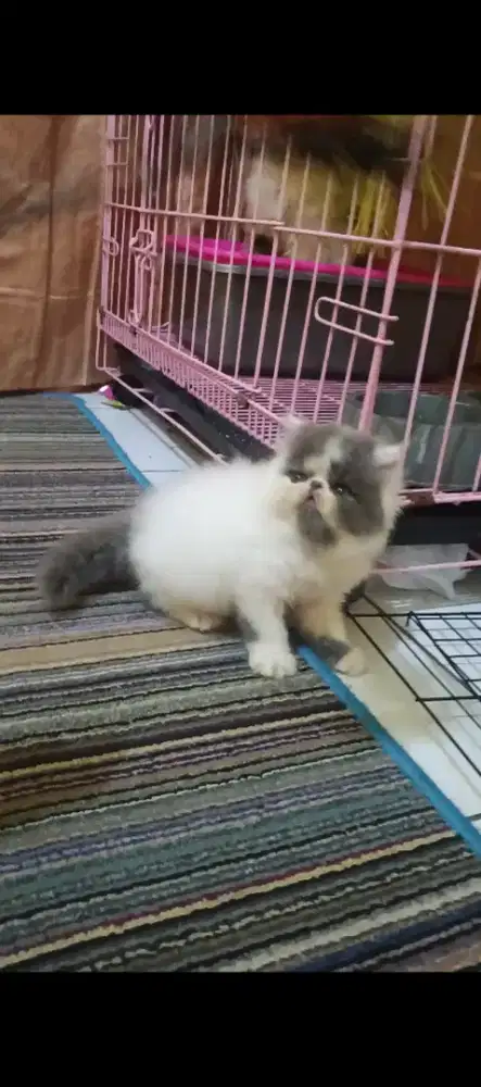 Kucing Persia Peaknose Jantan