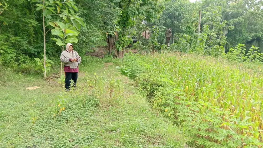 Jual tanah di Pandak Bantul