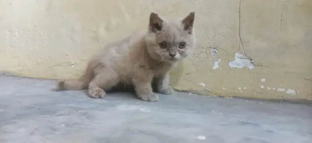 British shorthair muka bulet