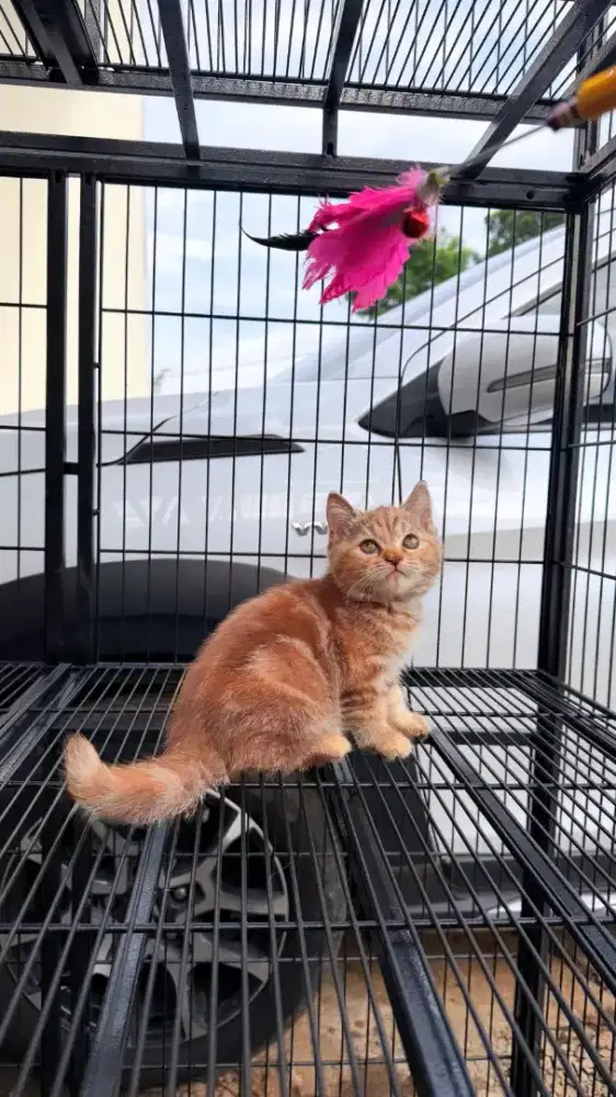 BSH ANAK KITTEN BRITISH SHORTHAIR WARNA LANGKA CINNAMON BLOTCHED TABBY