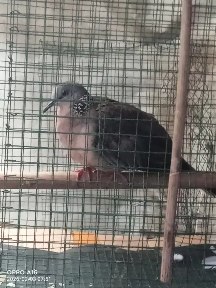 Tekukur kuk 4 paten rajin vidio wa