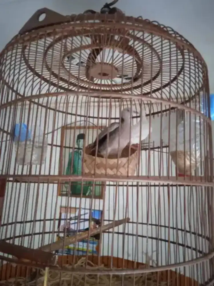 Triple Hybrid Cuhu x Puter Pelung Albino Mata Merah