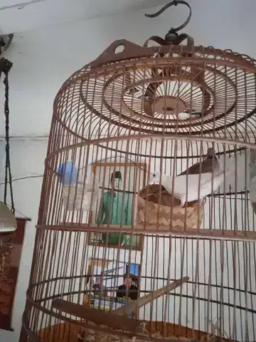 Prospek indukan Tripel Hybrid Cuhu x Puter Pelung Albino Mata Merah