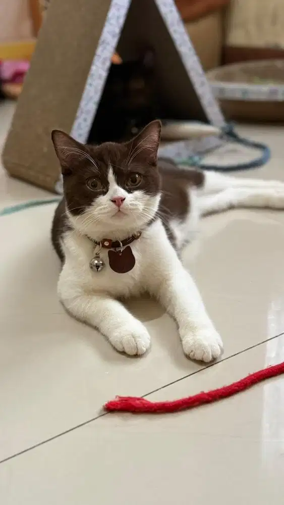 British shorthair cinamon