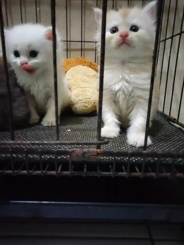 Anakan kucing Persia kitten