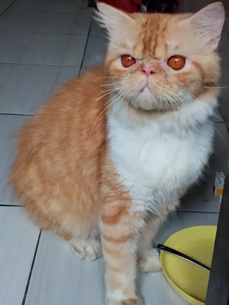 Jantan dewasa flatnose