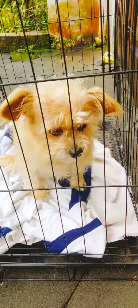 Shitszu jantan 3thn + kandang