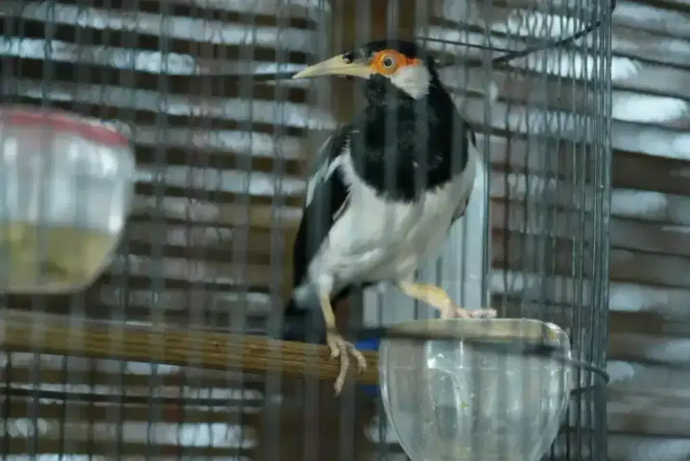 Jual 2 burung jalak gacor gacor