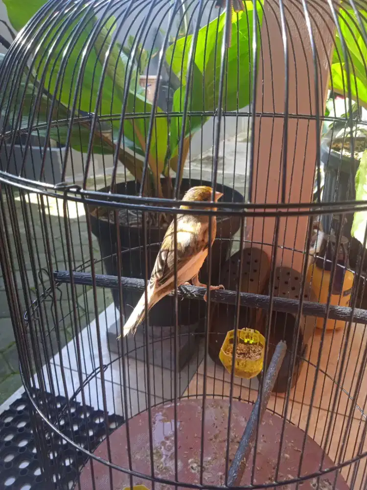 Kenaru Af bon kuning simetris