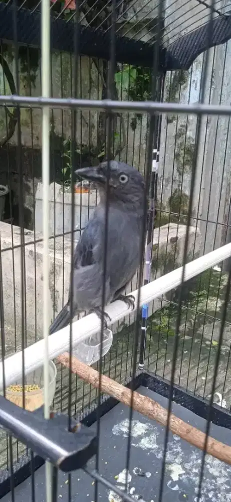 Srigunting abu mata putih gacor isian mewah