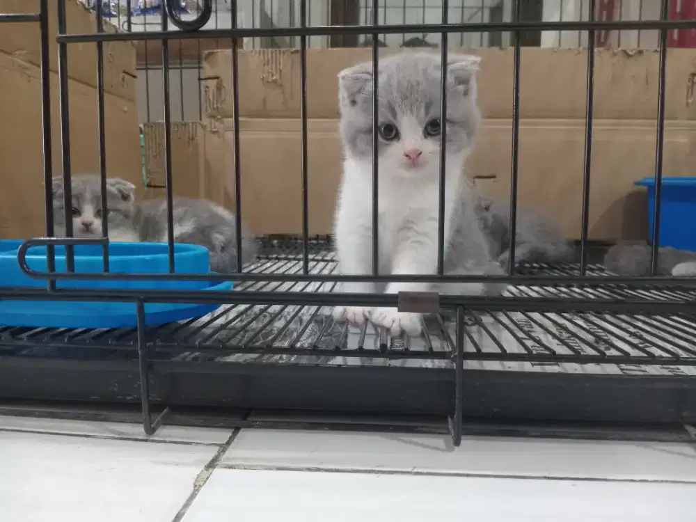 Anakan Bsh scotis ayahmak ped..