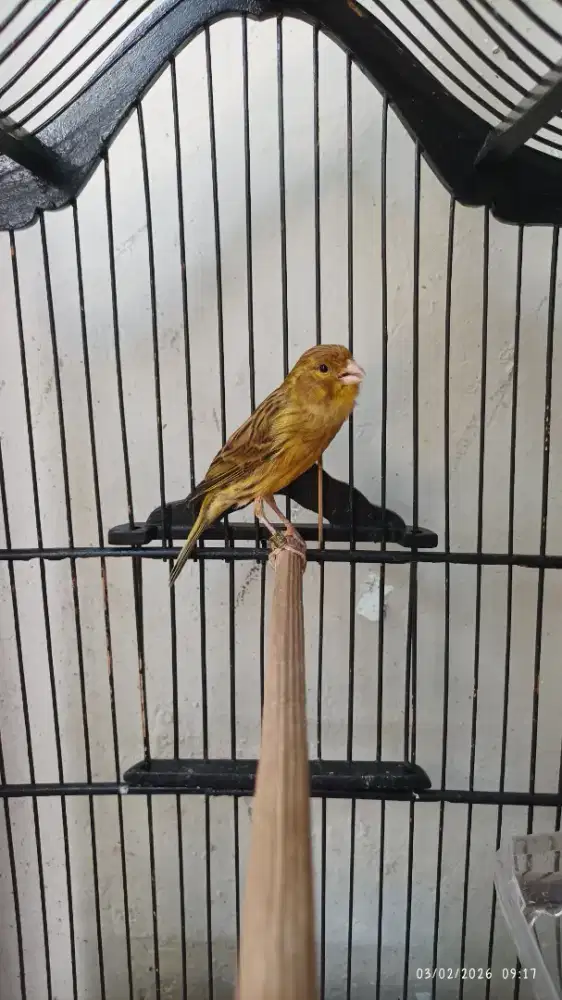 Kenari AF gacor durasi panjang cengkok enak volume kenceng