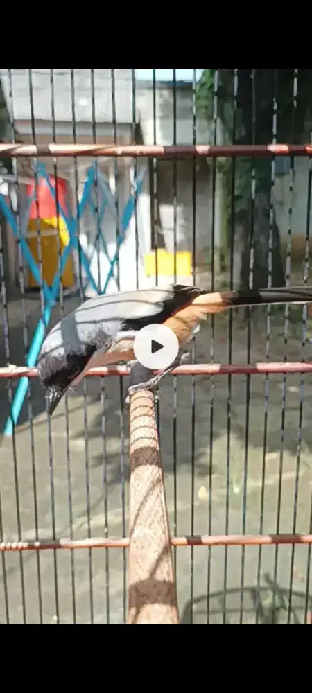 Pentet Jatim gacor isian banyak