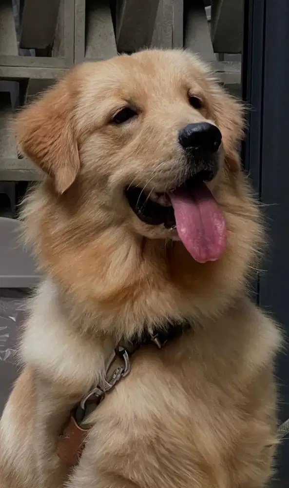 Adopsi Golden Retriever Turunan Juara Stambum Perkin