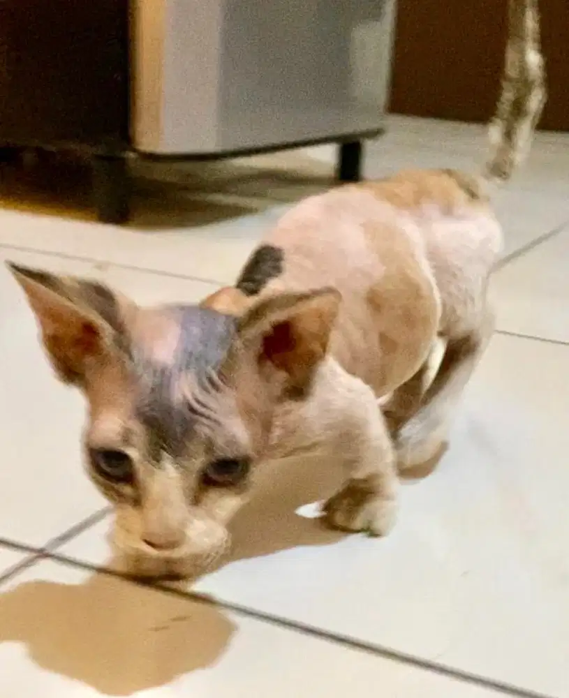 kucing munchkin sphynx bambino