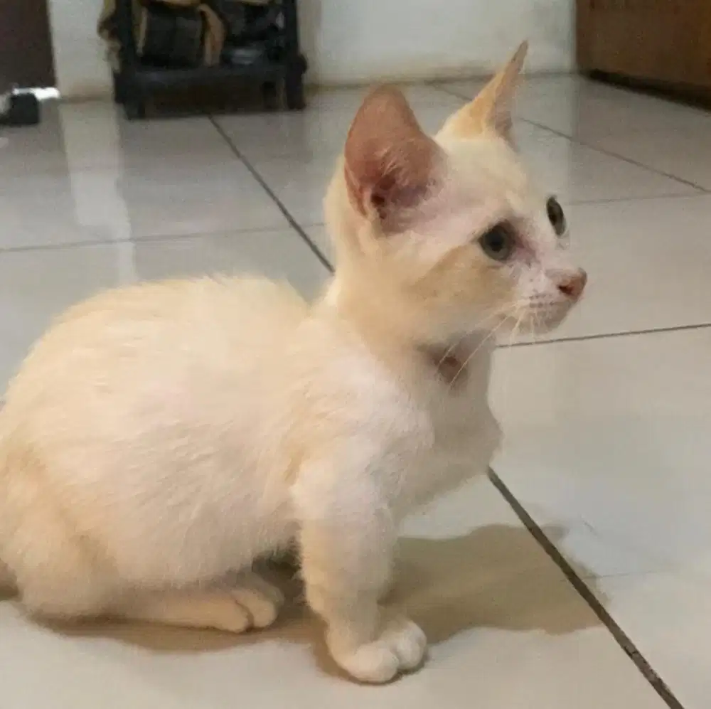 kucing munchkin jantan