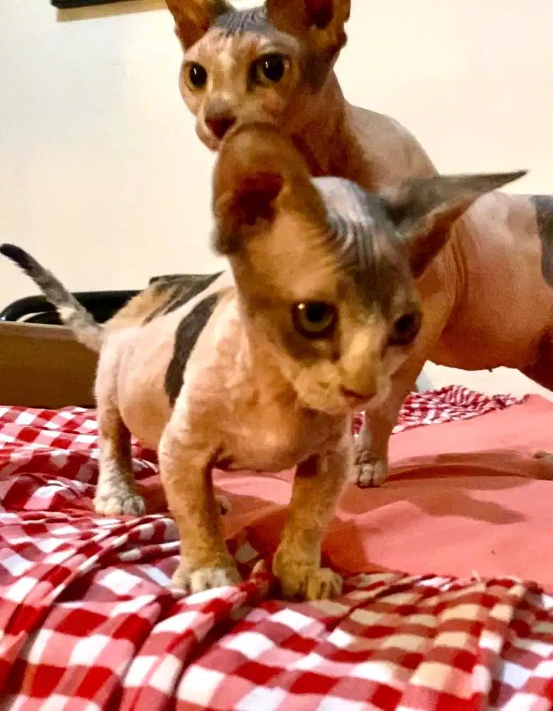 kucing muchkin shynx bambino