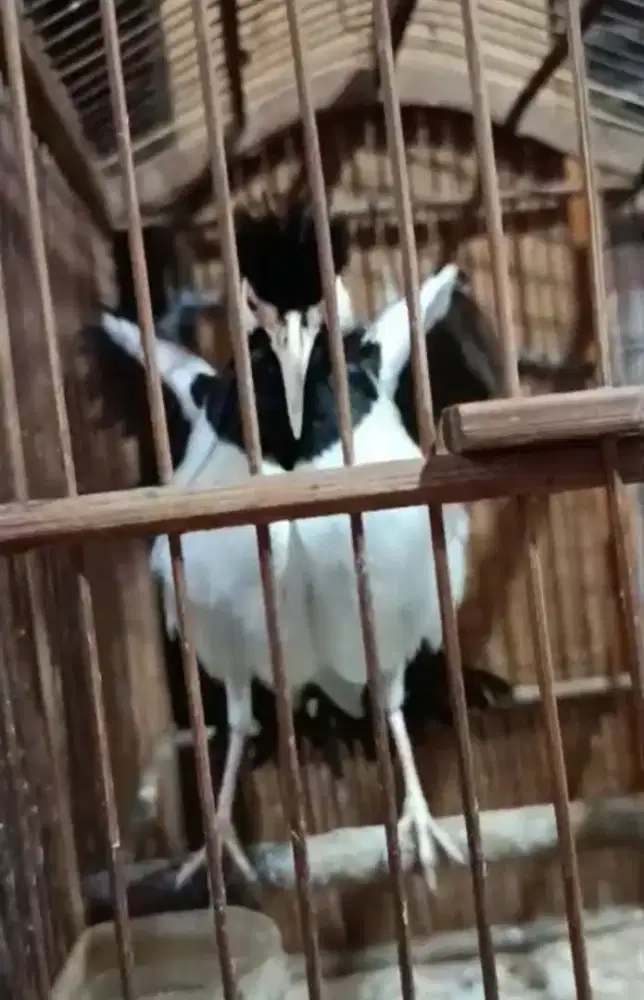 Burung Jalak Suren Gacor Jinak Garuda