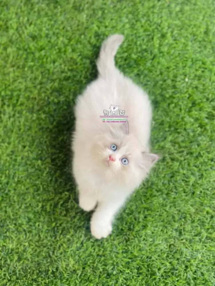 Kucing kitten ragdoll lucu lucu