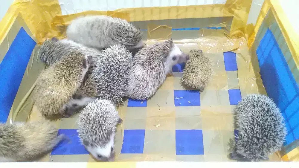 Landak mini ( Hedgehog )