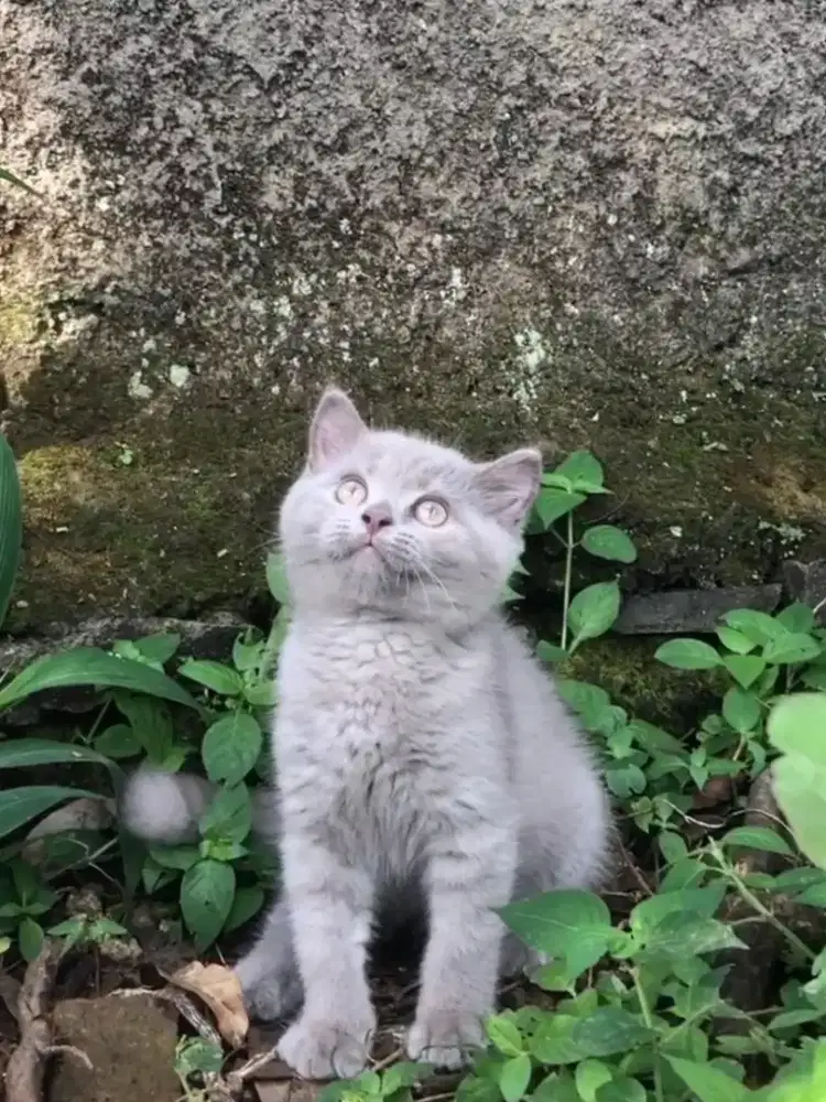 British Short Hair (BSH). Lilac Solid