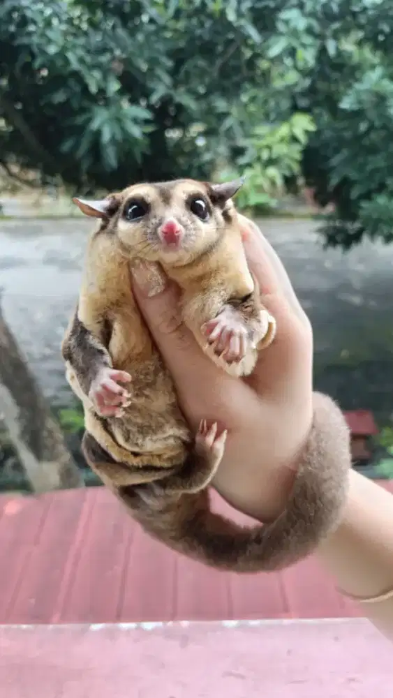 Sugar glider semarang