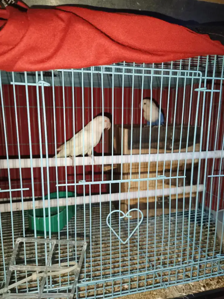 Jual rugi Lovebird wajib ambil semua