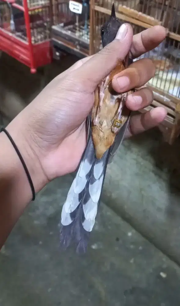 Burung murai Betina Ekor Balak 8 Siapan