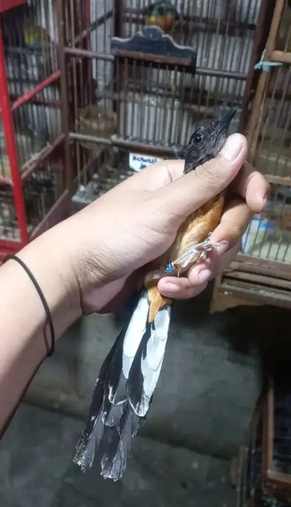 Murai Betina Siapan Bonus Panuan Di Punggung