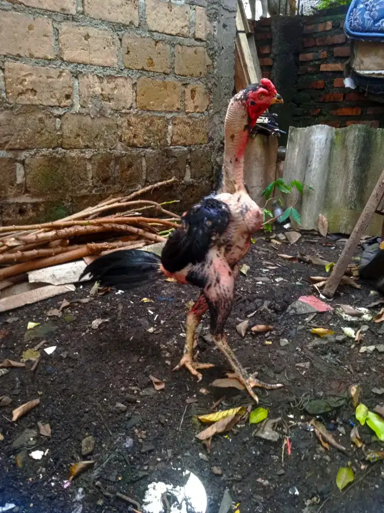 Ayam bangkok kumbang pacek